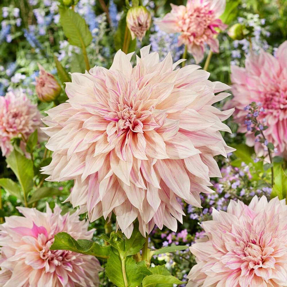 Dahlia 'Cafe au Lait Twist'